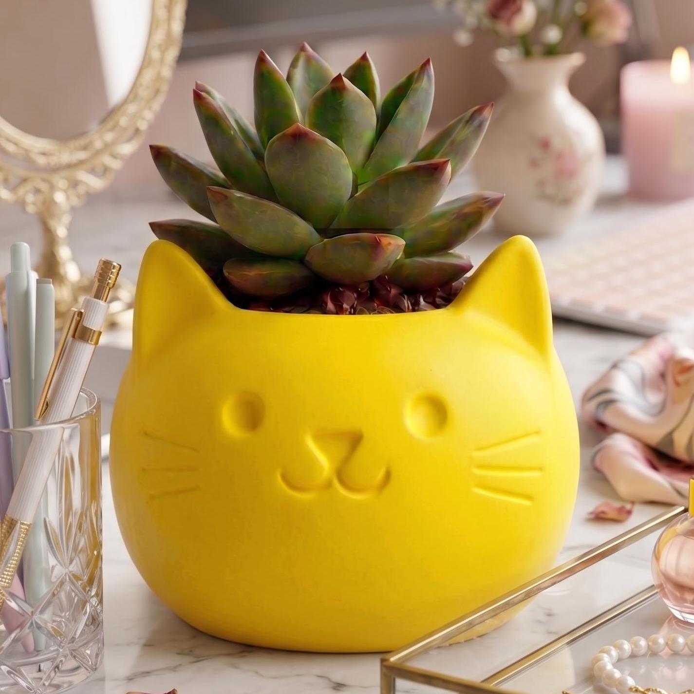 Maceta Decorativa Gatito Carita Girly Para Plantas, Suculentas o Cactus